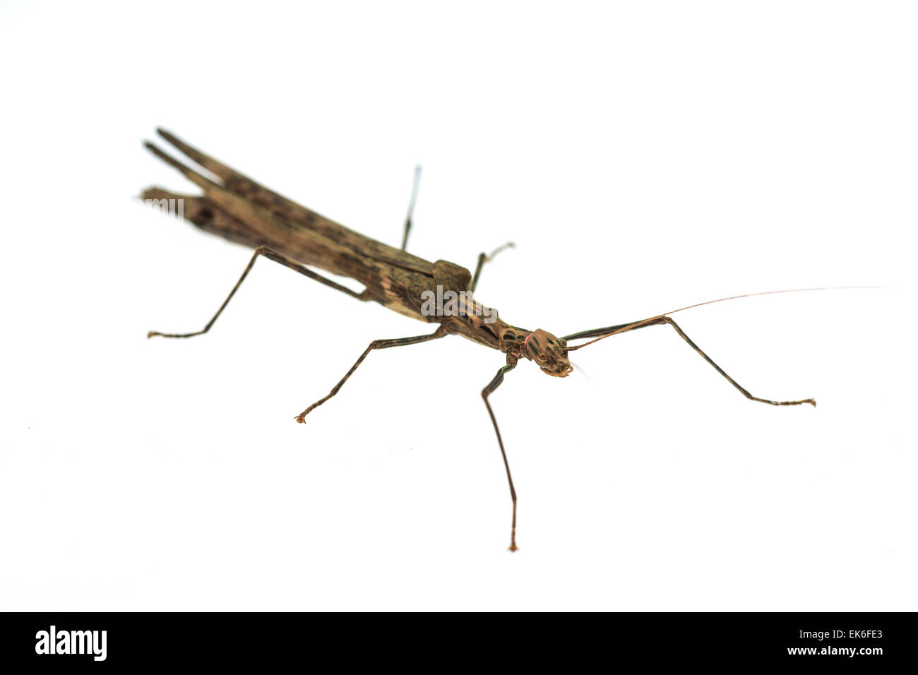 Big brown grasshopper isolated on white background Stock Photo