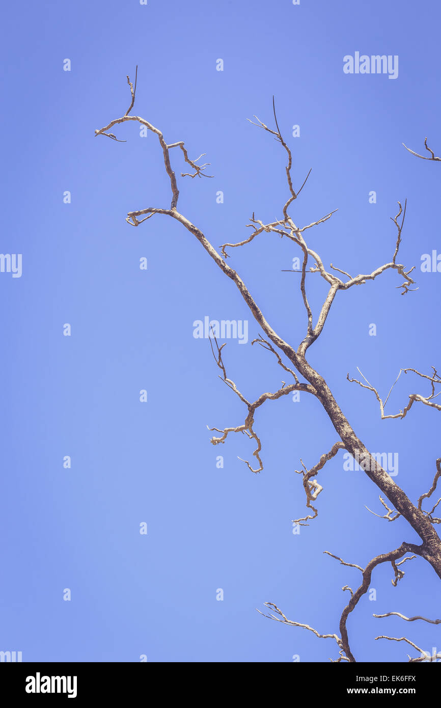 Dry tree branch on blue sky background, vintage color Stock Photo - Alamy