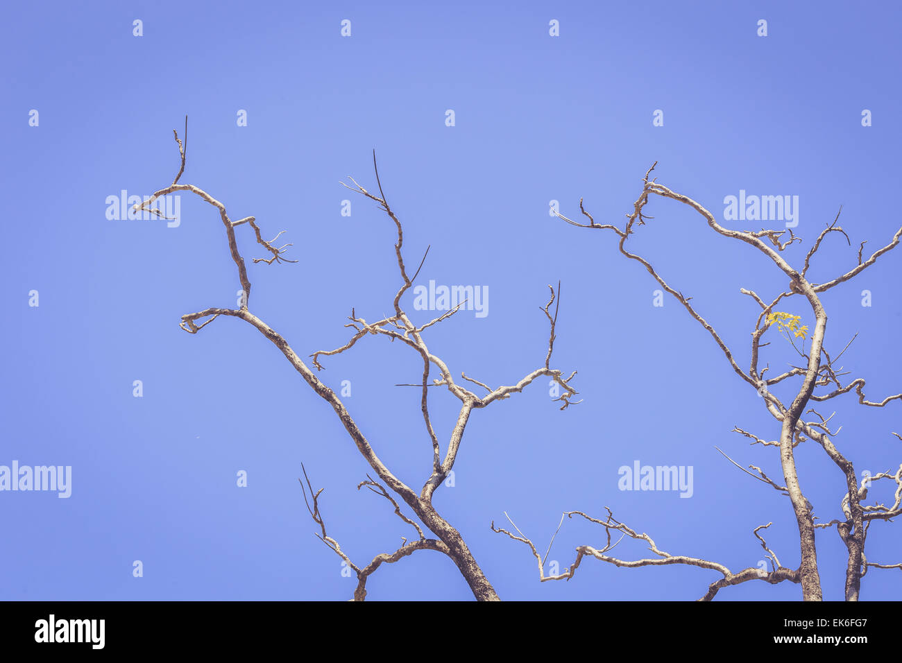 Dry tree branch on blue sky background, vintage color Stock Photo - Alamy
