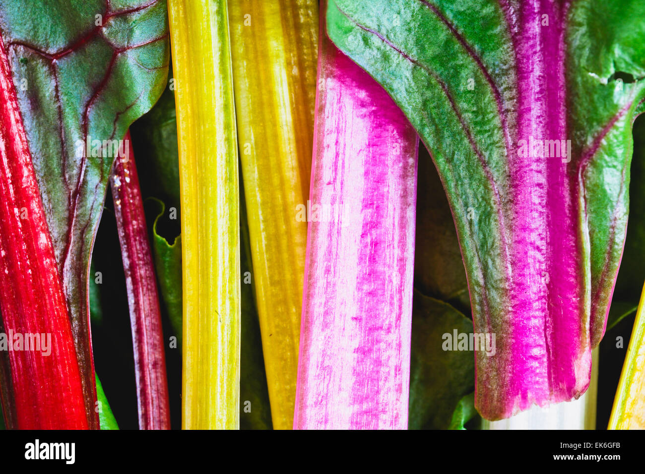 Close up of the colourful stems of  rainbow chard leaves Stock Photo