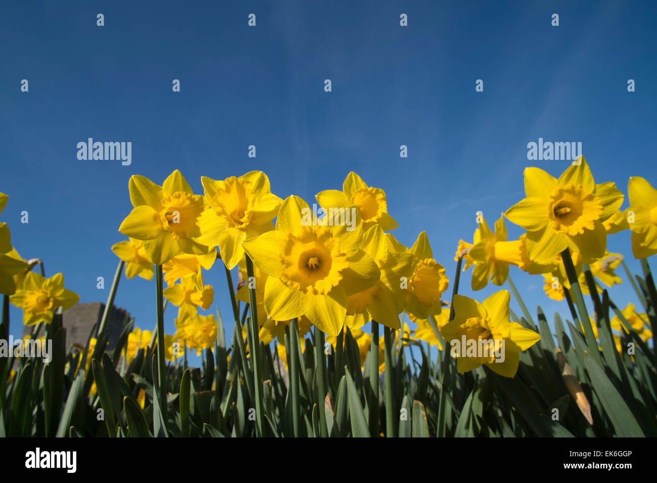 Spring Daffodils in bloom Stock Photo - Alamy