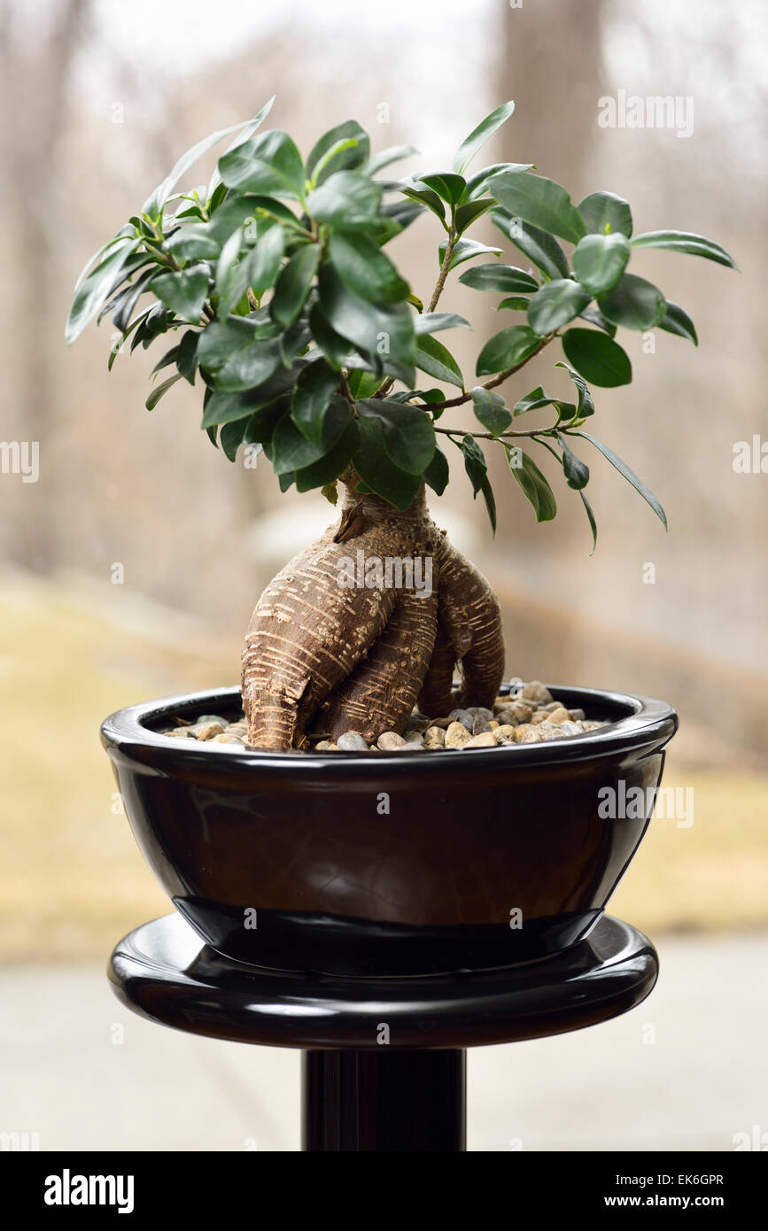 Bonzai Money Tree in black pot on a pedestal by a window Stock Photo