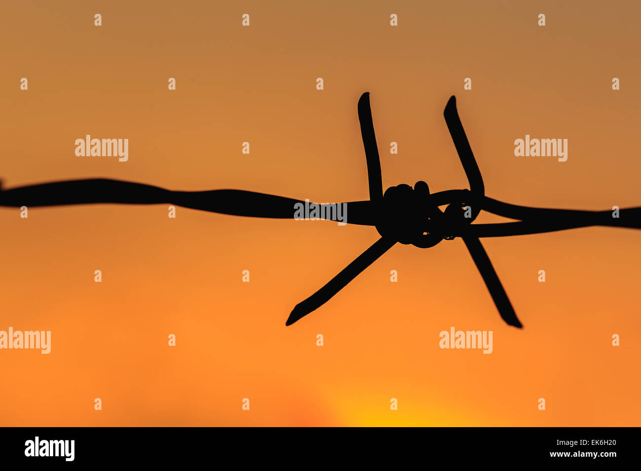 Macro silhouette of Barbed wire on sunset background Stock Photo - Alamy