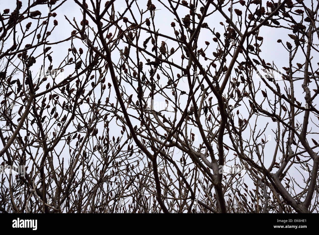 Barren branches of a stand of Staghorn Sumac bush in spring with gray sky Stock Photo