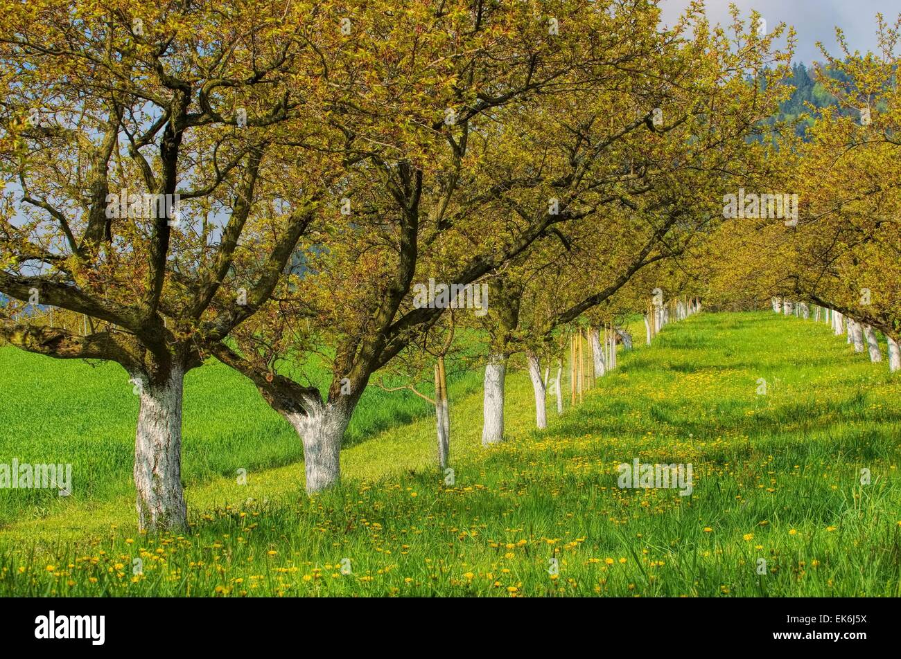 Wachau Marillenbaeume - Wachau apricot trees 05 Stock Photo