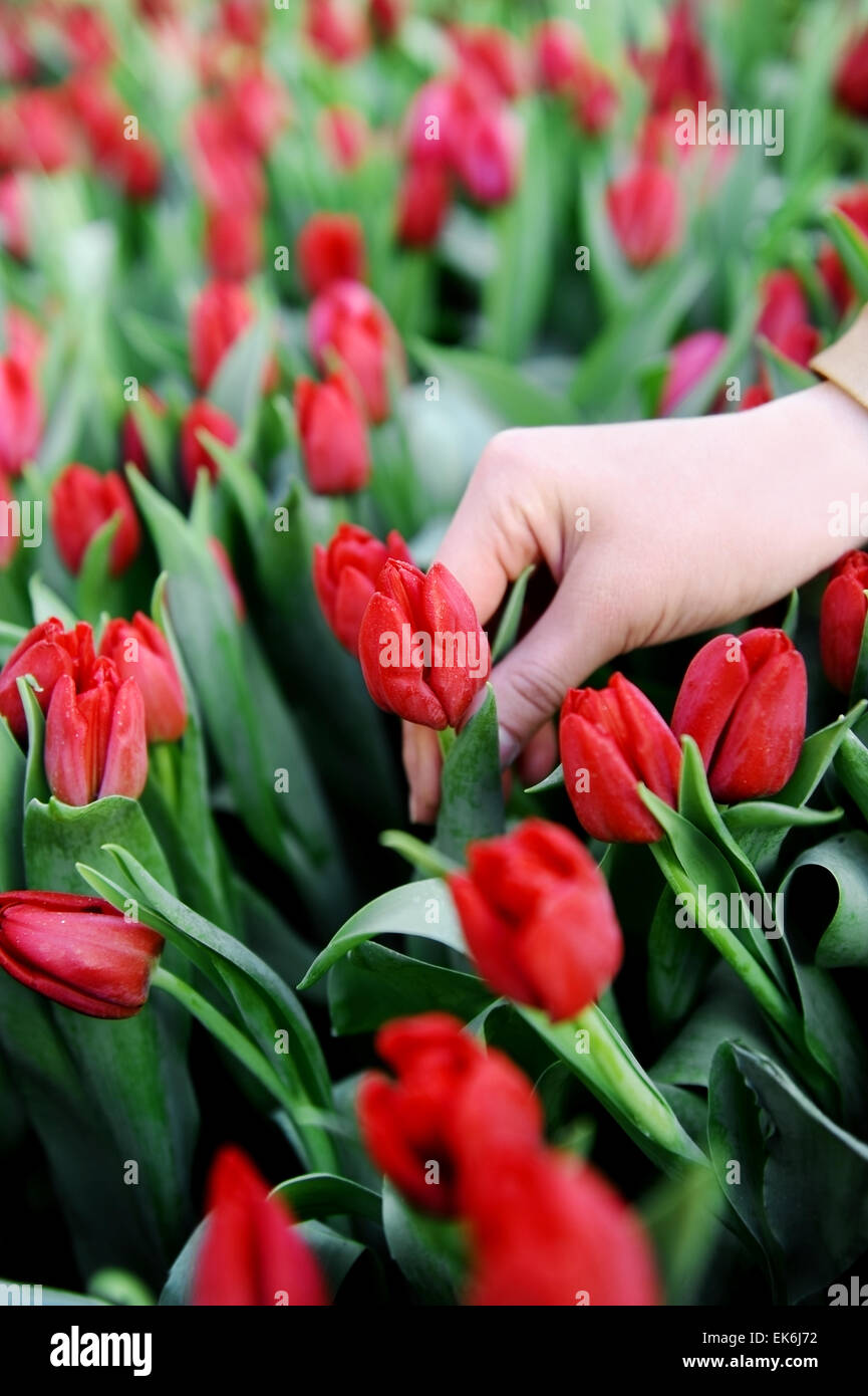 Woman's hand picking up a red tulip from a tulip field in a greenhouse Stock Photo