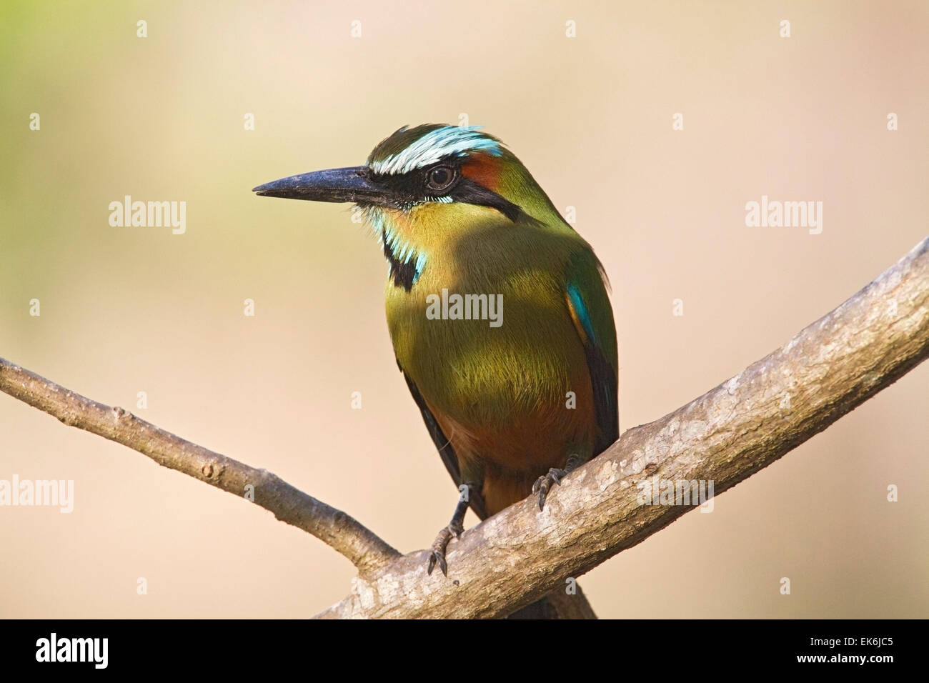 Turquoise-browed Motmot (Eumomota superciliosa) adult perched in tree in rainforest, Costa Rica, central America Stock Photo