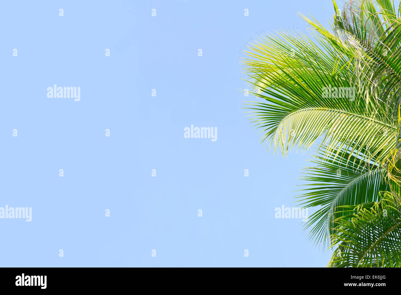 Palm tree’s leaves on the blue sky background Stock Photo - Alamy