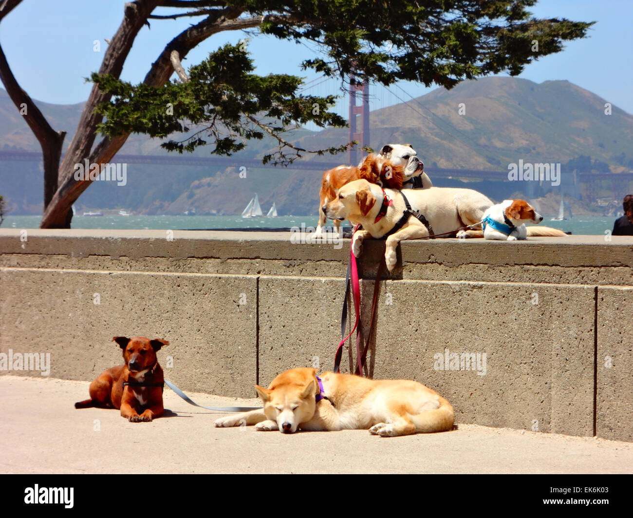 Dogs in San Francisco Stock Photo Alamy