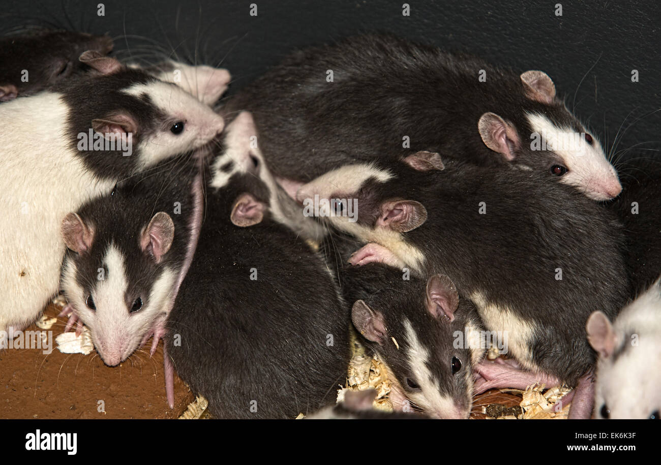 Containers to breed rats and mice, food captive raptors AMUS Center wildlife recovery Stock Photo