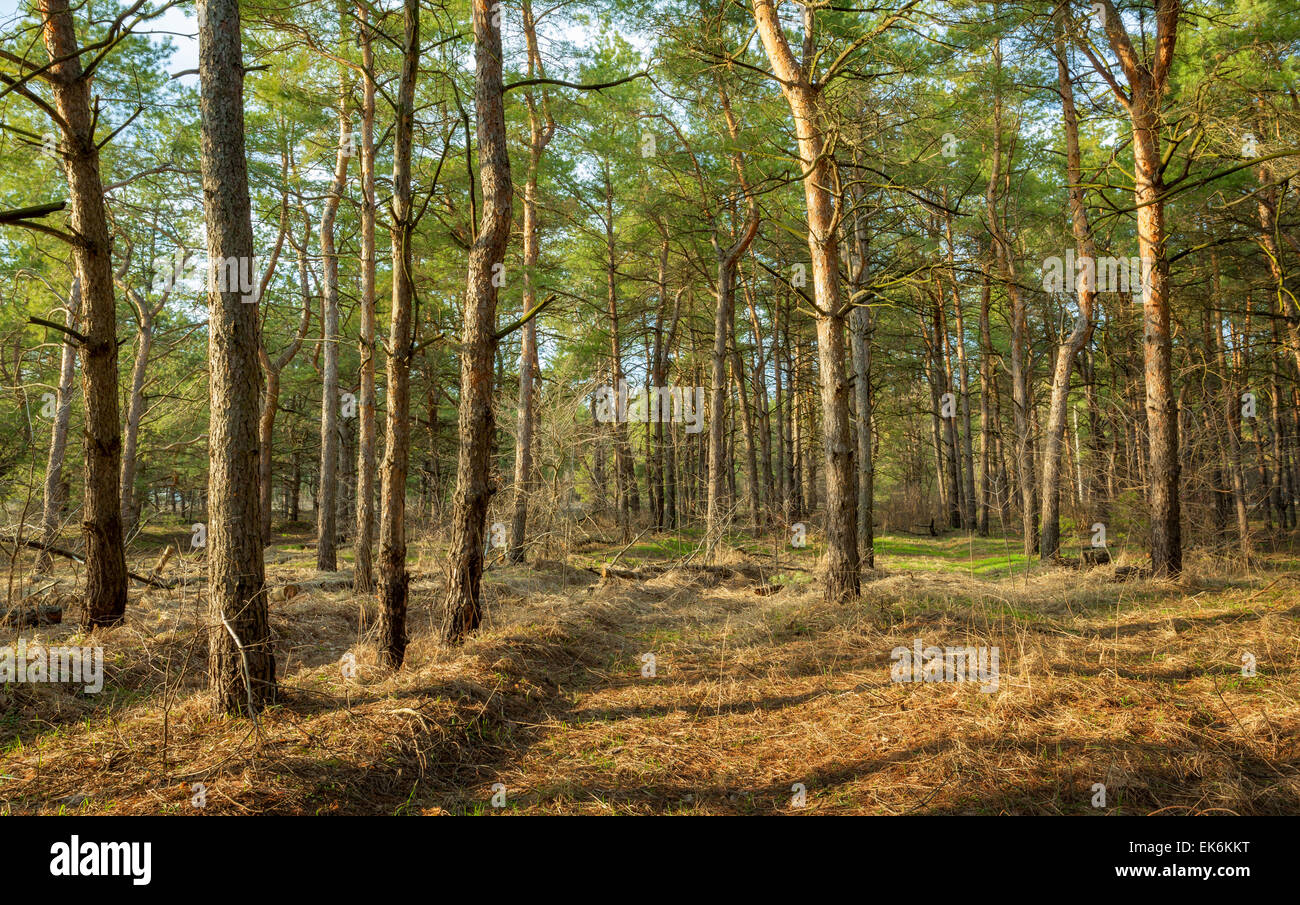 Beautiful green pine trees in spring forest at sunset. Spruce, fir tree. Ukraine Stock Photo
