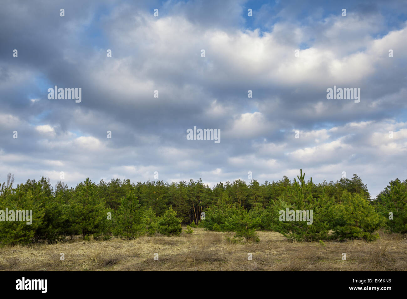 Beautiful green pine trees in spring forest with clouds at sunset. Spruce, fir tree. Ukraine Stock Photo