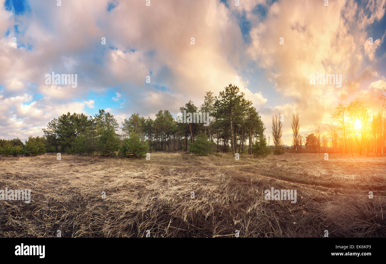 Beautiful green pine trees in spring forest with clouds at sunset. Spruce, fir tree. Ukraine Stock Photo