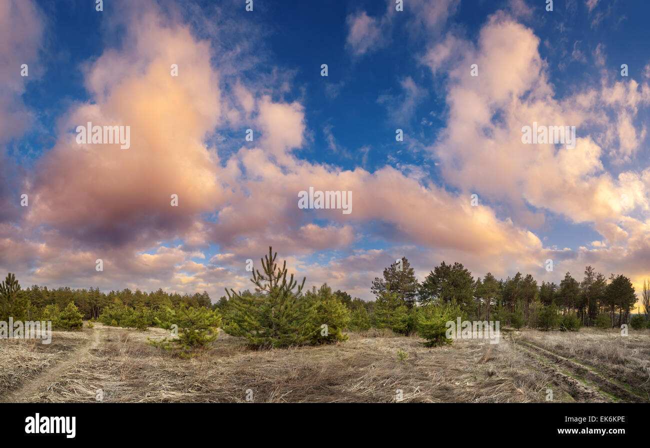 Beautiful green pine trees in spring forest with clouds at sunset. Spruce, fir tree. Ukraine Stock Photo