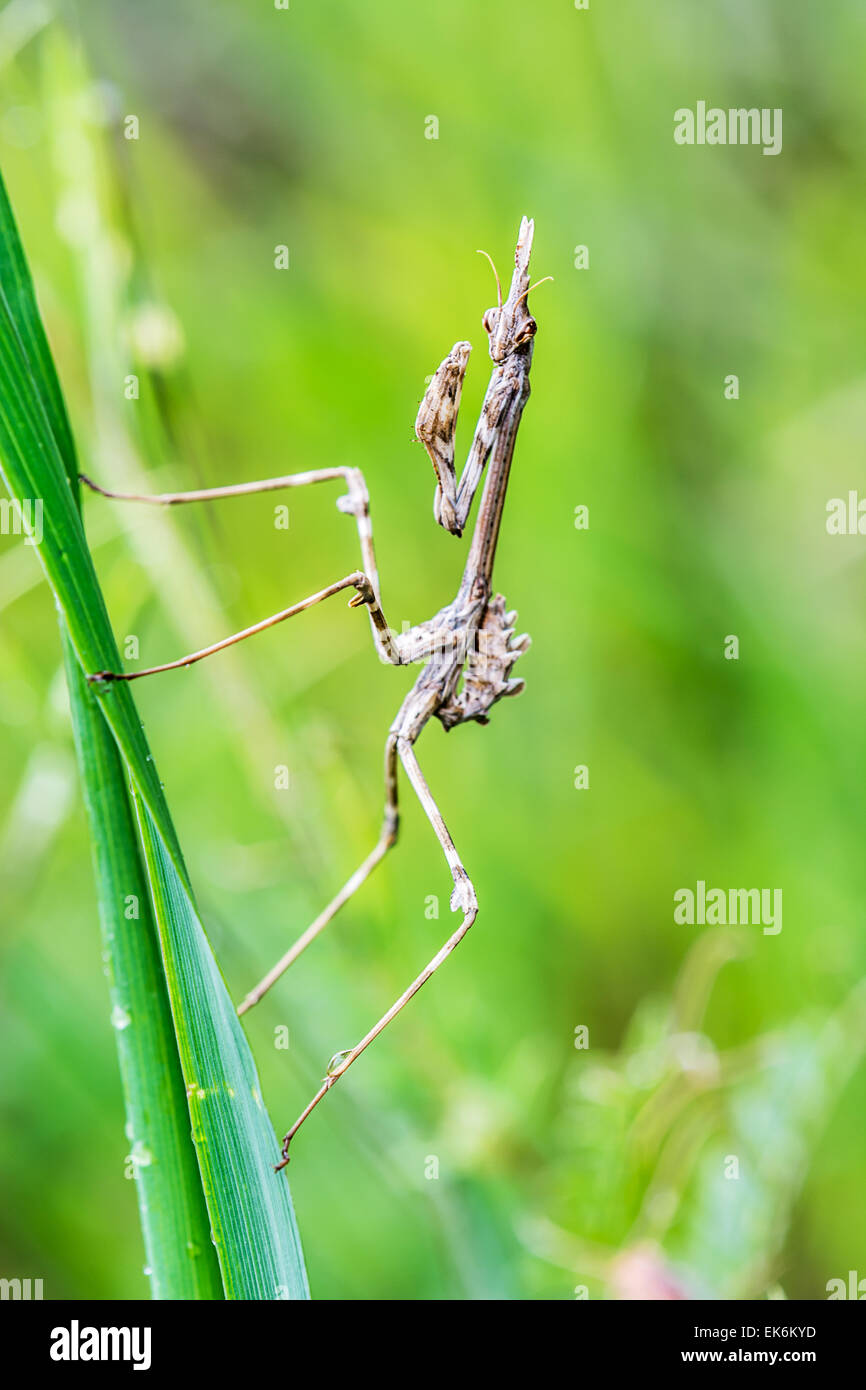 Conehead mantis empusa pennata hires stock photography and images Alamy