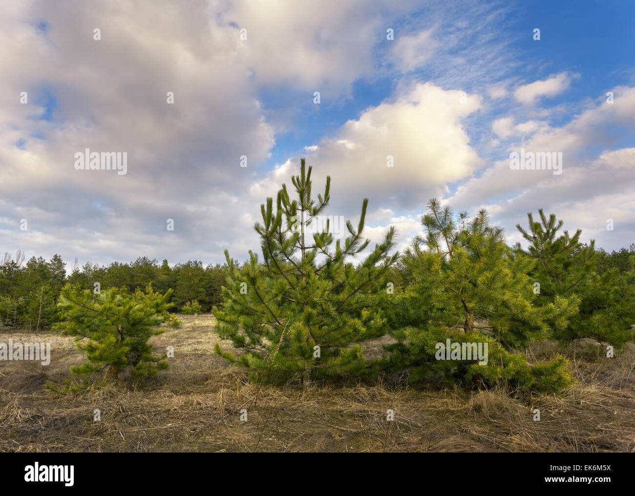 Beautiful green pine trees in spring forest with clouds at sunset. Spruce, fir tree. Ukraine Stock Photo