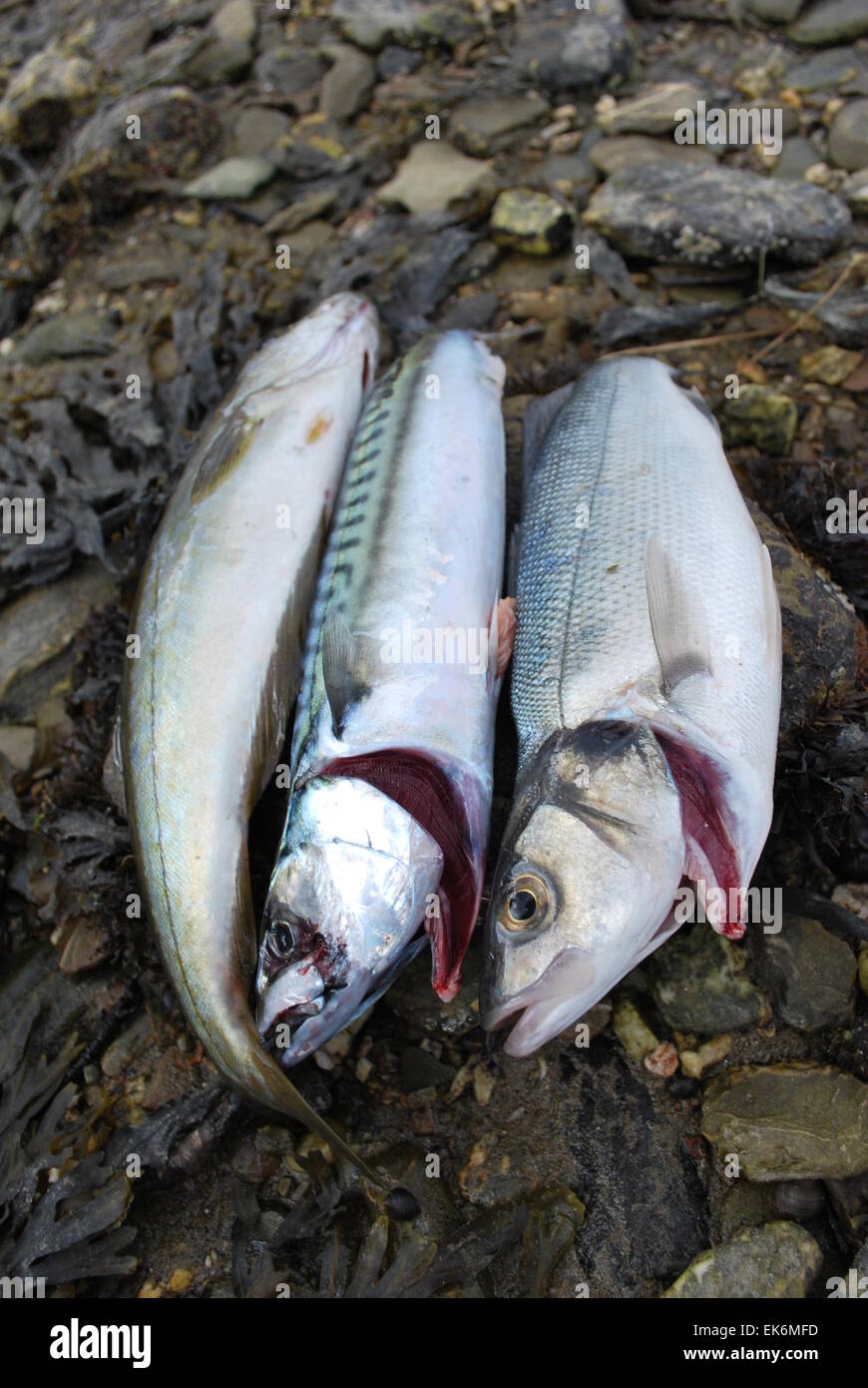 Fish caught sea angling (pollack, mackerel, sea bass) near Falmouth, Cornwall Stock Photo