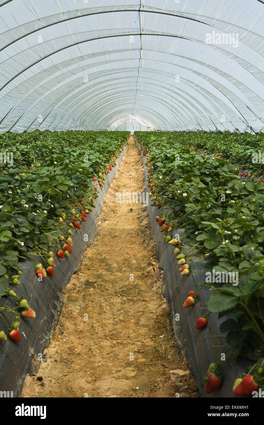 The expertise of strawberry producers in this part of the world, combined with the benign climate of coastal Andalusia, cruciall Stock Photo