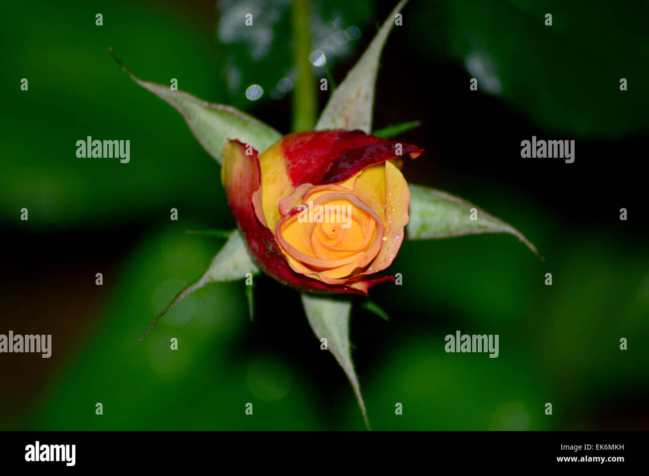 Budding rose hires stock photography and images Alamy
