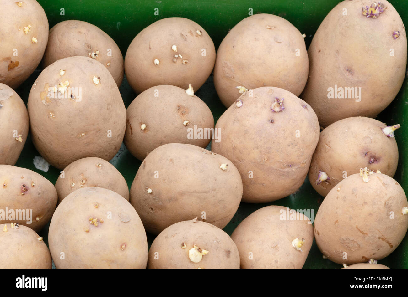 Seed potatoes with green shoots of chits ready for planting in a vegetable garden Stock Photo