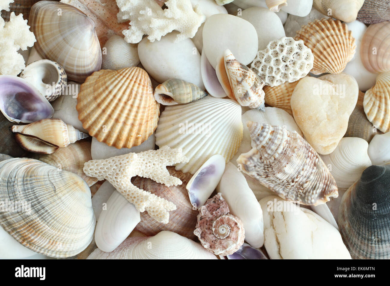 Sea shells, stones, coral background Stock Photo - Alamy