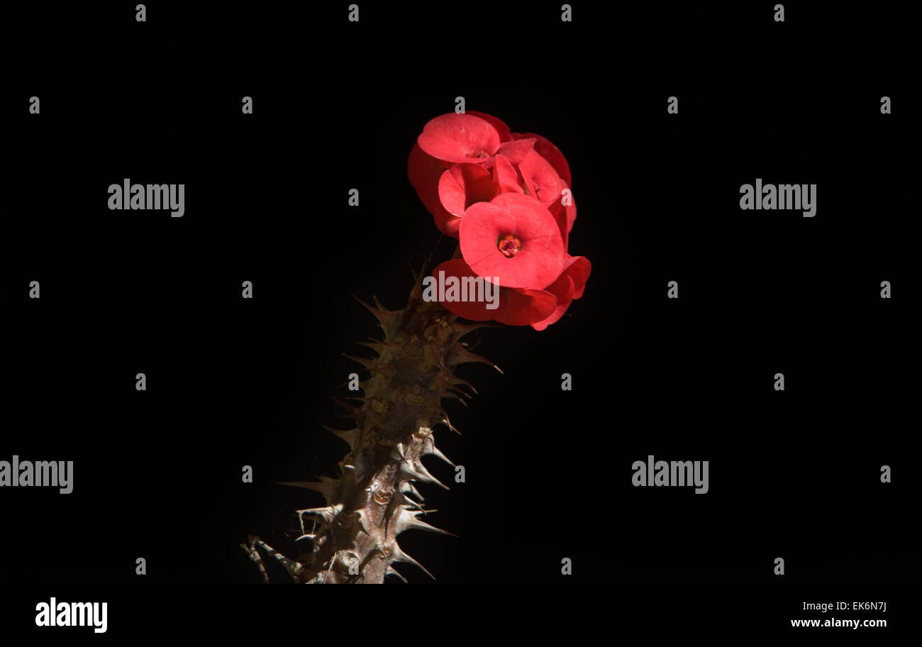 Lonely red flower isolated over black background Stock Photo