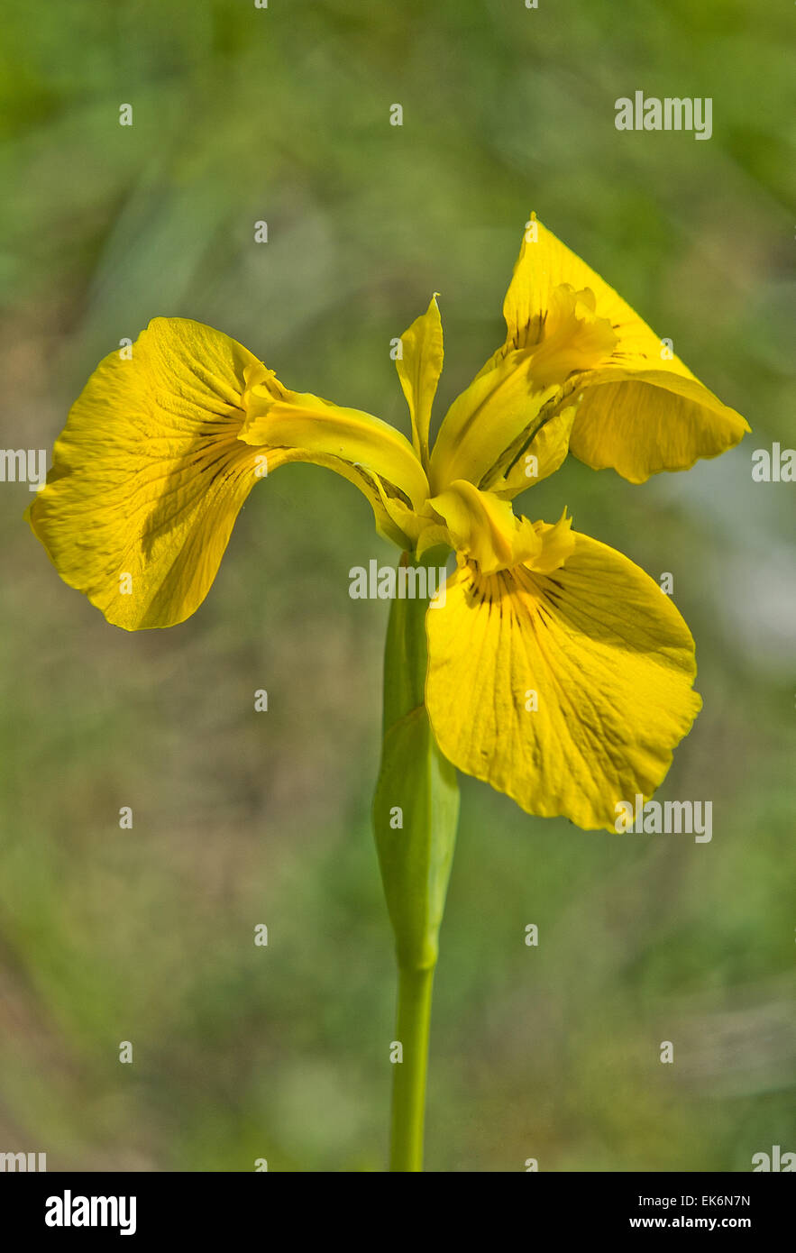 Iris pseudacorus is a species of Iris, native to Europe, western Asia and northwest Africa. Common names include yellow iris and Stock Photo