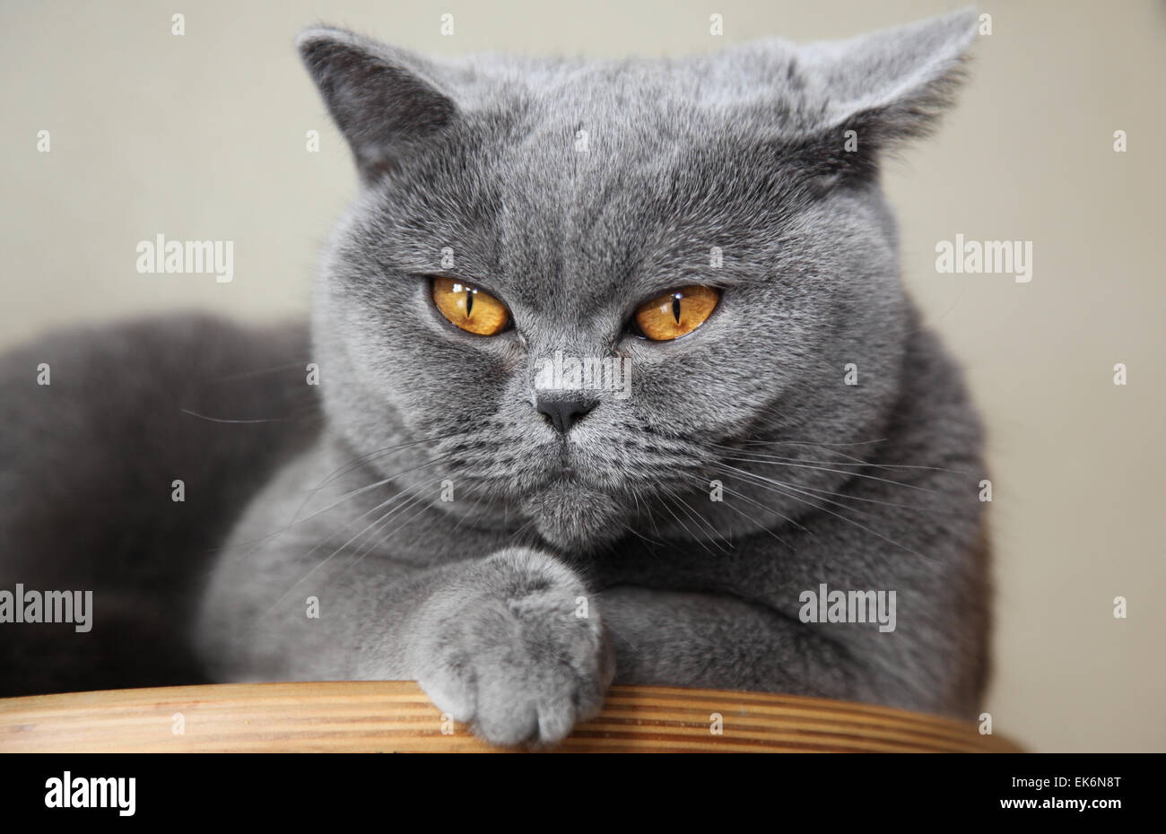 Кошки Британской Породы Характер Фото