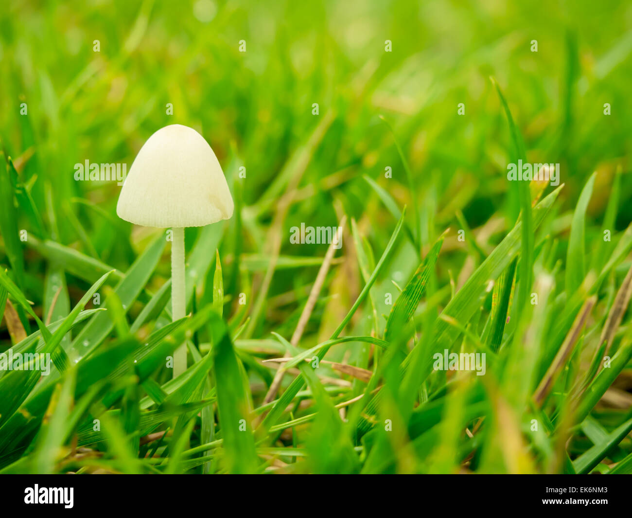 Mushroom in the Foggy Morning Stock Photo