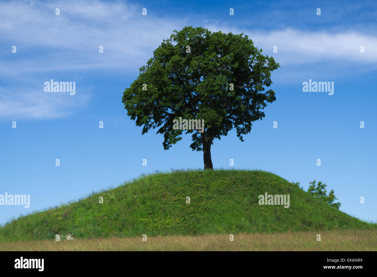 Lonely oak tree on the top of a hill Stock Photo