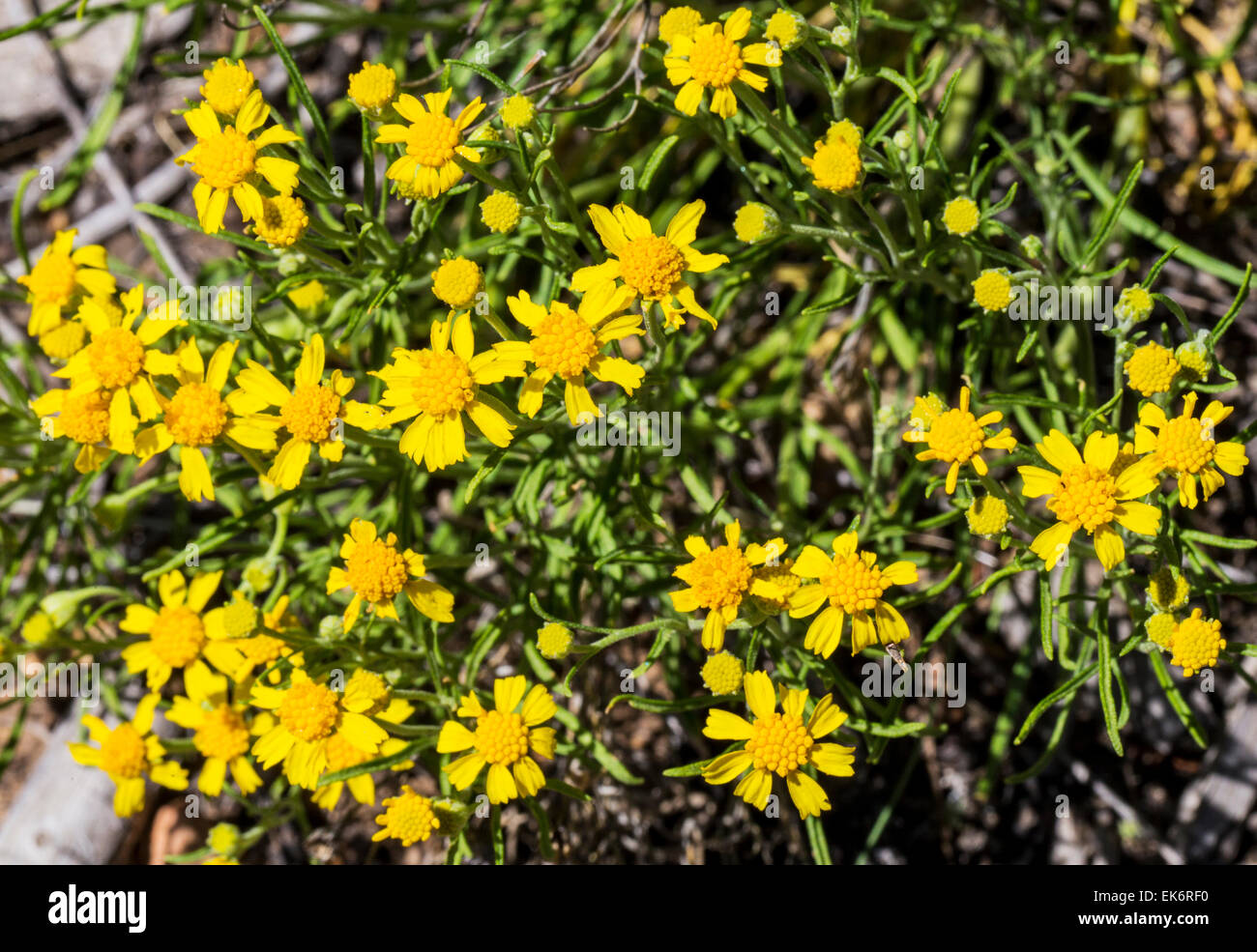 Senecio spartioides; Broom Groundsel; Asteraceae; Sunflower