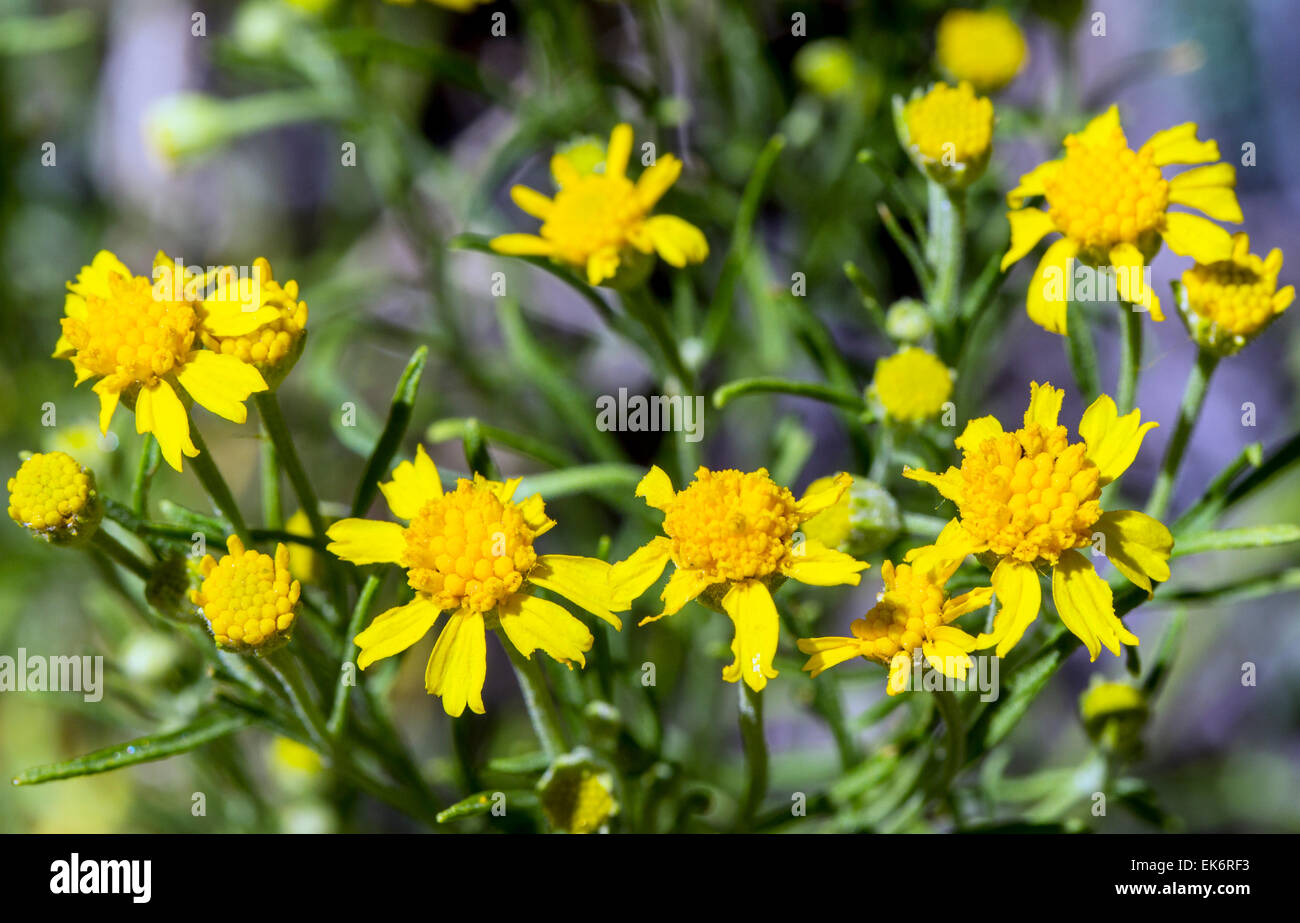 Broom groundsel hires stock photography and images Alamy