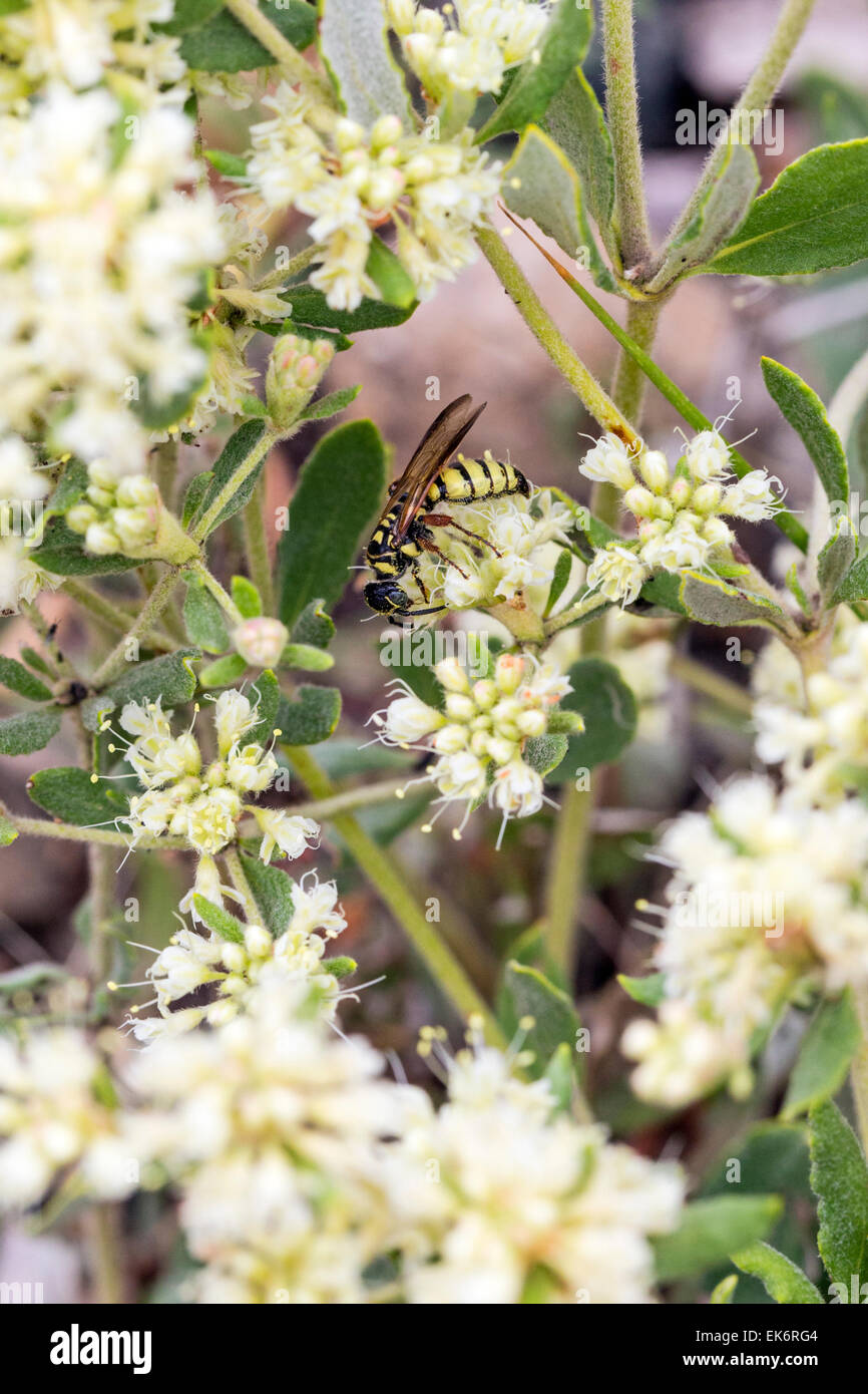 Yellowjacket on Eriogonum jamesii, Polygonaceae, Buckwheat Family, wildflower in bloom, Central Colorado, USA Stock Photo