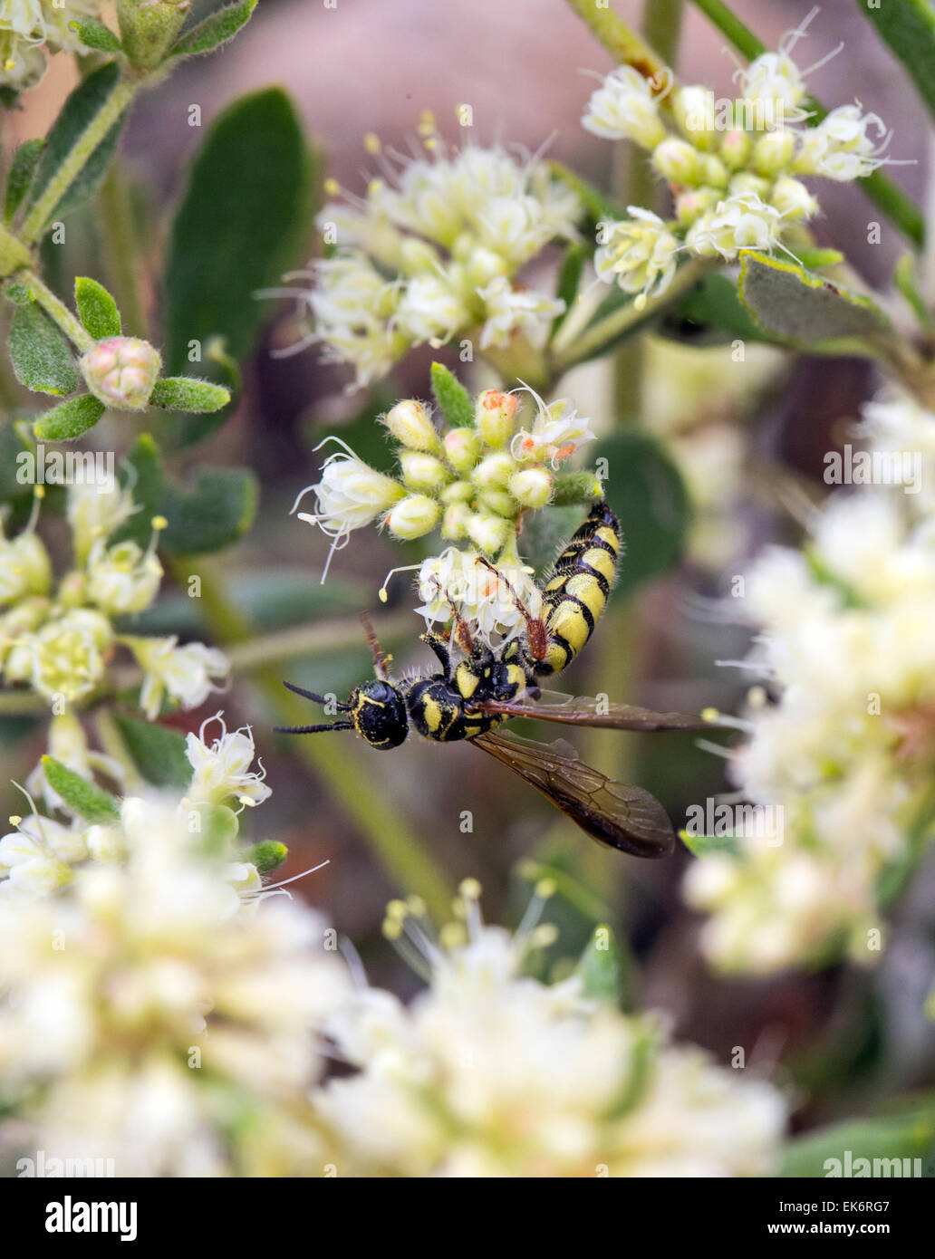 Yellowjacket on Eriogonum jamesii, Polygonaceae, Buckwheat Family, wildflower in bloom, Central Colorado, USA Stock Photo