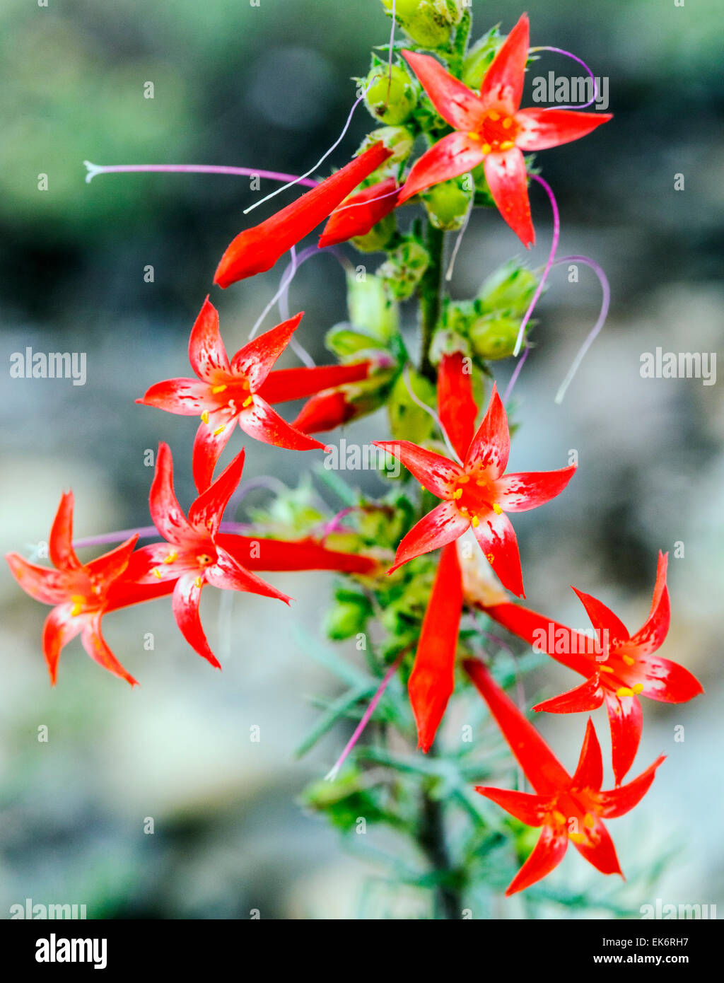Scarlet Gilia, Ipomopsis aggregata, Morning Glories, wildflowers in bloom, Central Colorado, USA Stock Photo