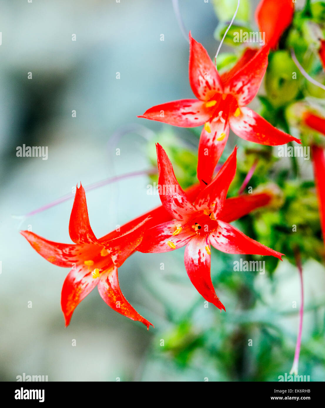 Scarlet Gilia, Ipomopsis aggregata, Morning Glories, wildflowers in bloom, Central Colorado, USA Stock Photo