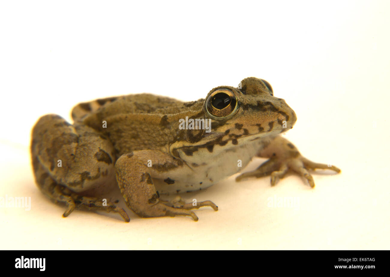 Perez's Frog or Pelophylax perezi is found in southern France Portugal Spain and two sites in the United Kingdom; in Spain it is Stock Photo