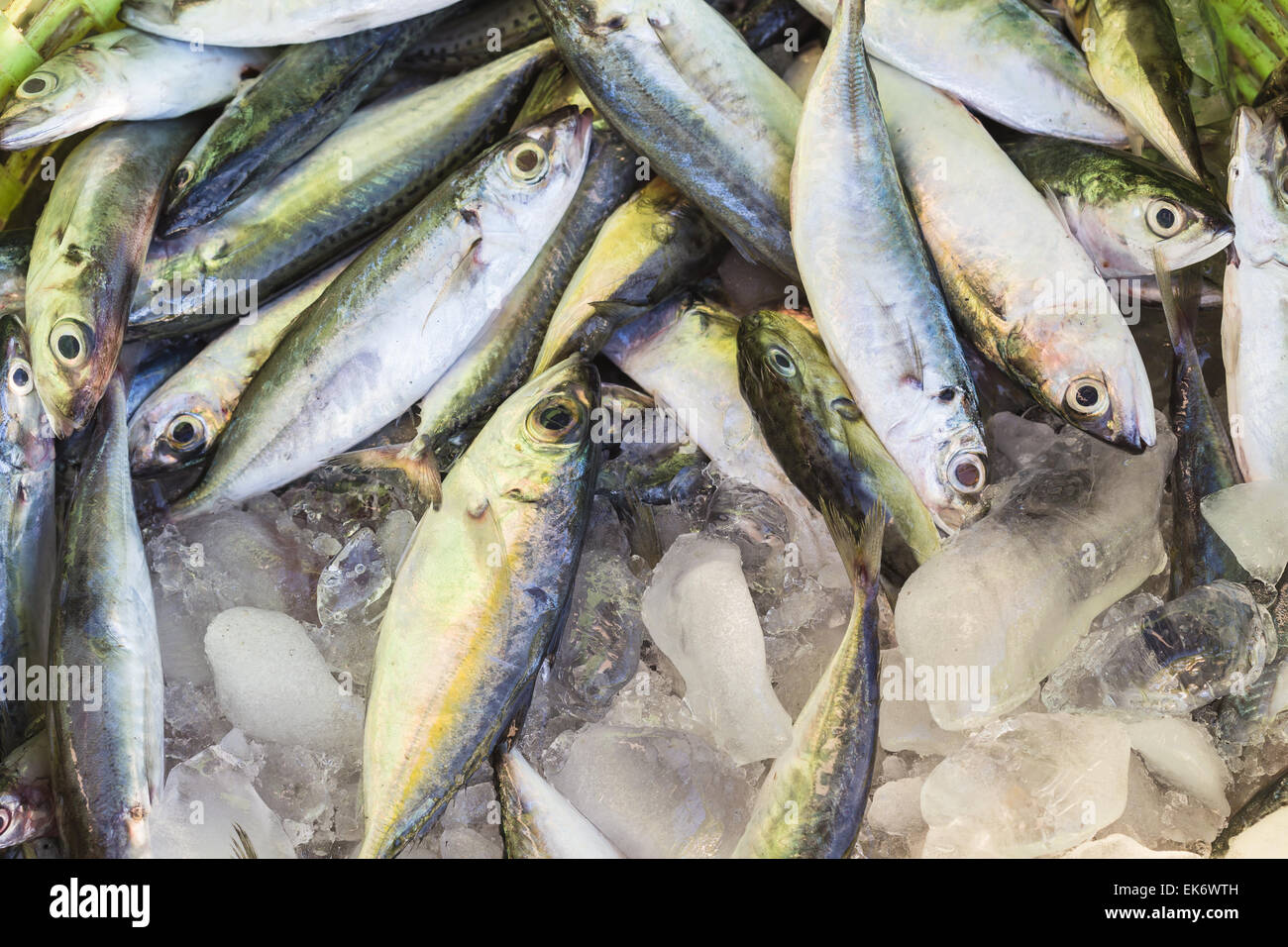 Close up Fresh fish in plastic basket Stock Photo