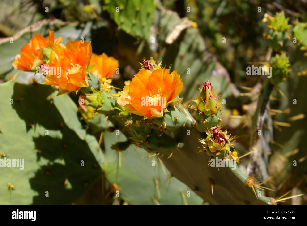Cactus flowers in the Phoenix Mountain Preserve, Arizona Stock Photo