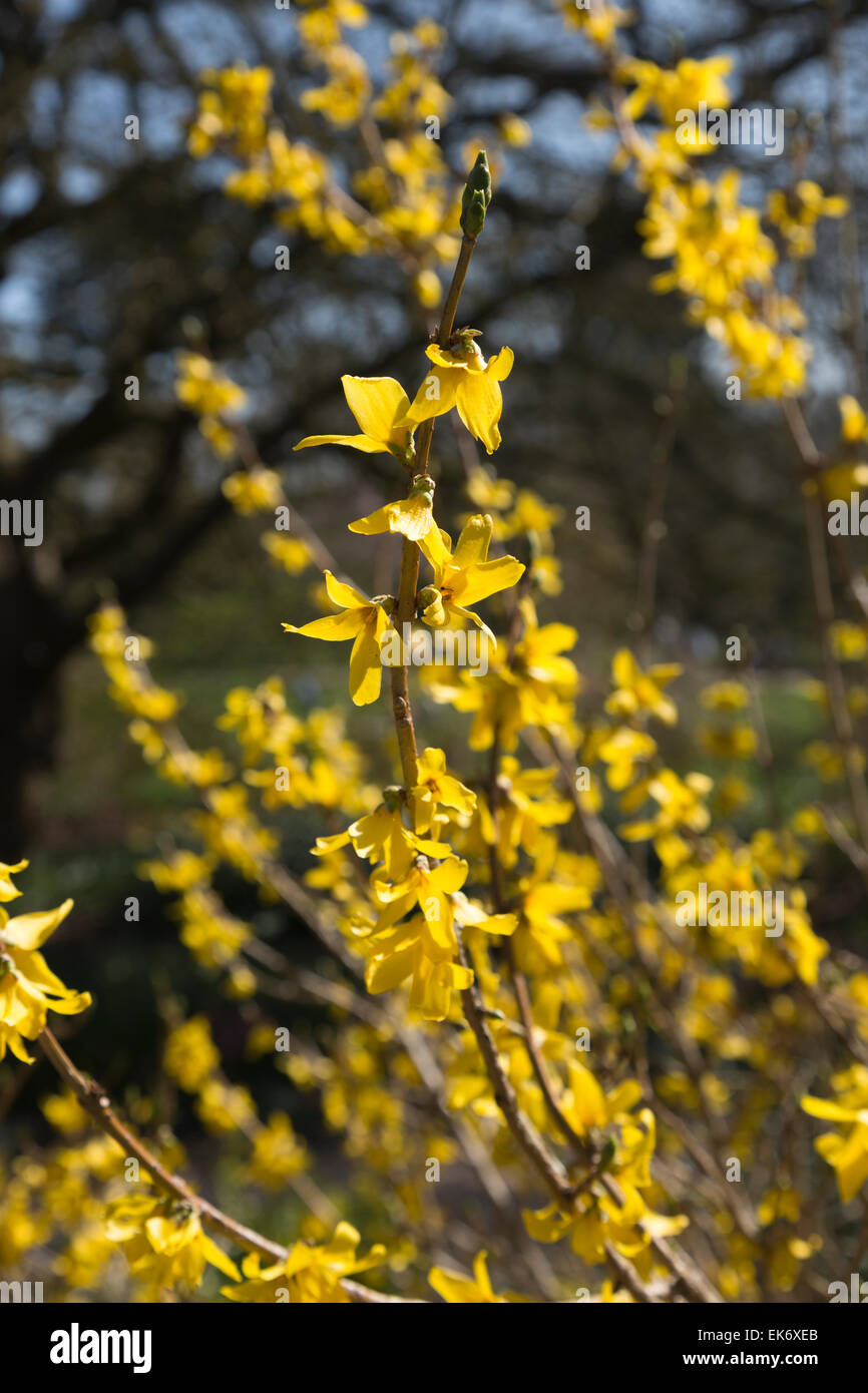 Yellow springtime flowers of Forsythia × intermedia, or Border Forsythia, 'Arnold Giant' at RHS Garden, Wisley, Surrey, UK Stock Photo