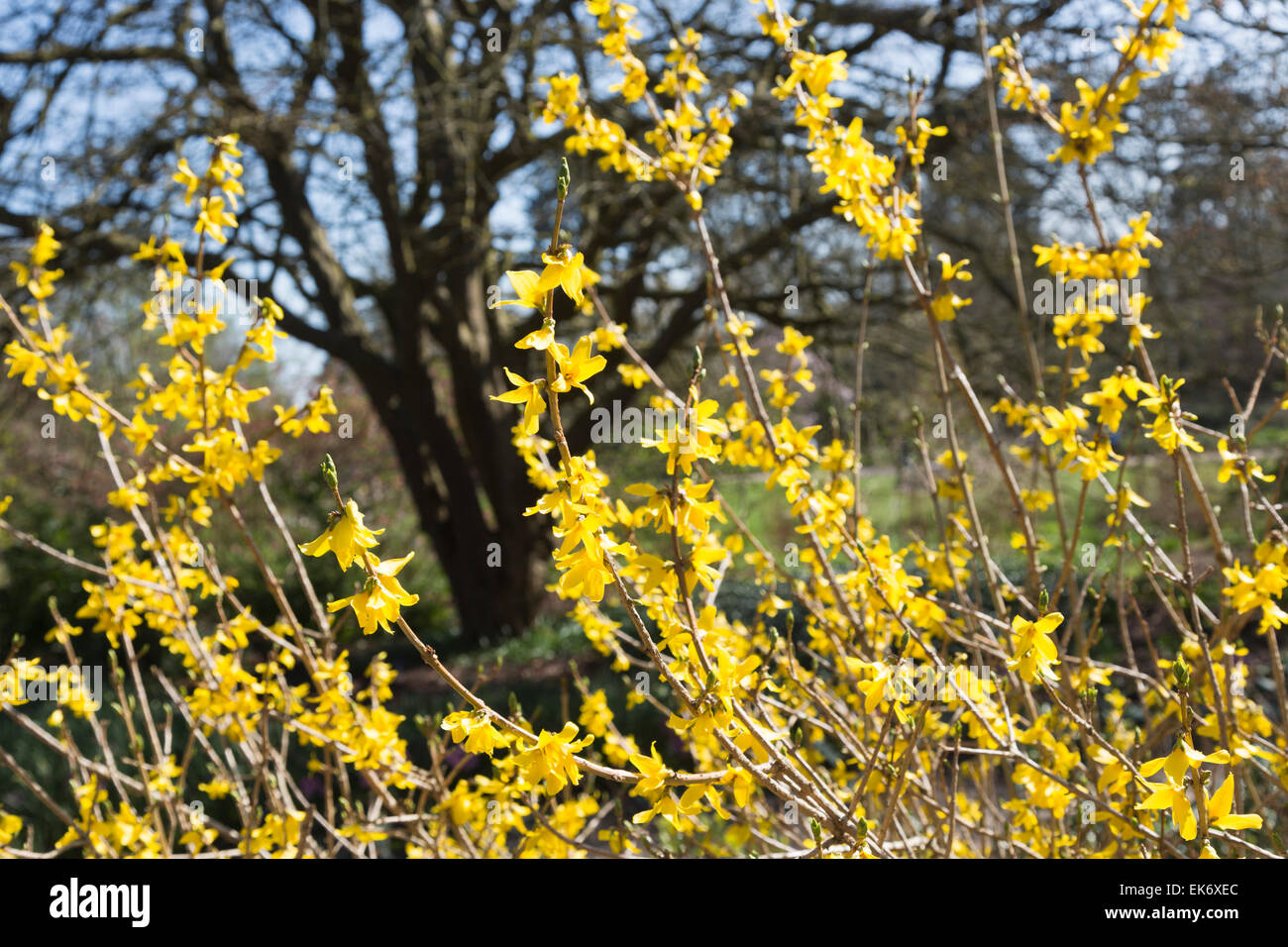Yellow springtime flowers of Forsythia × intermedia, or Border Forsythia, 'Arnold Giant' at RHS Gardens, Wisley, Surrey, UK Stock Photo