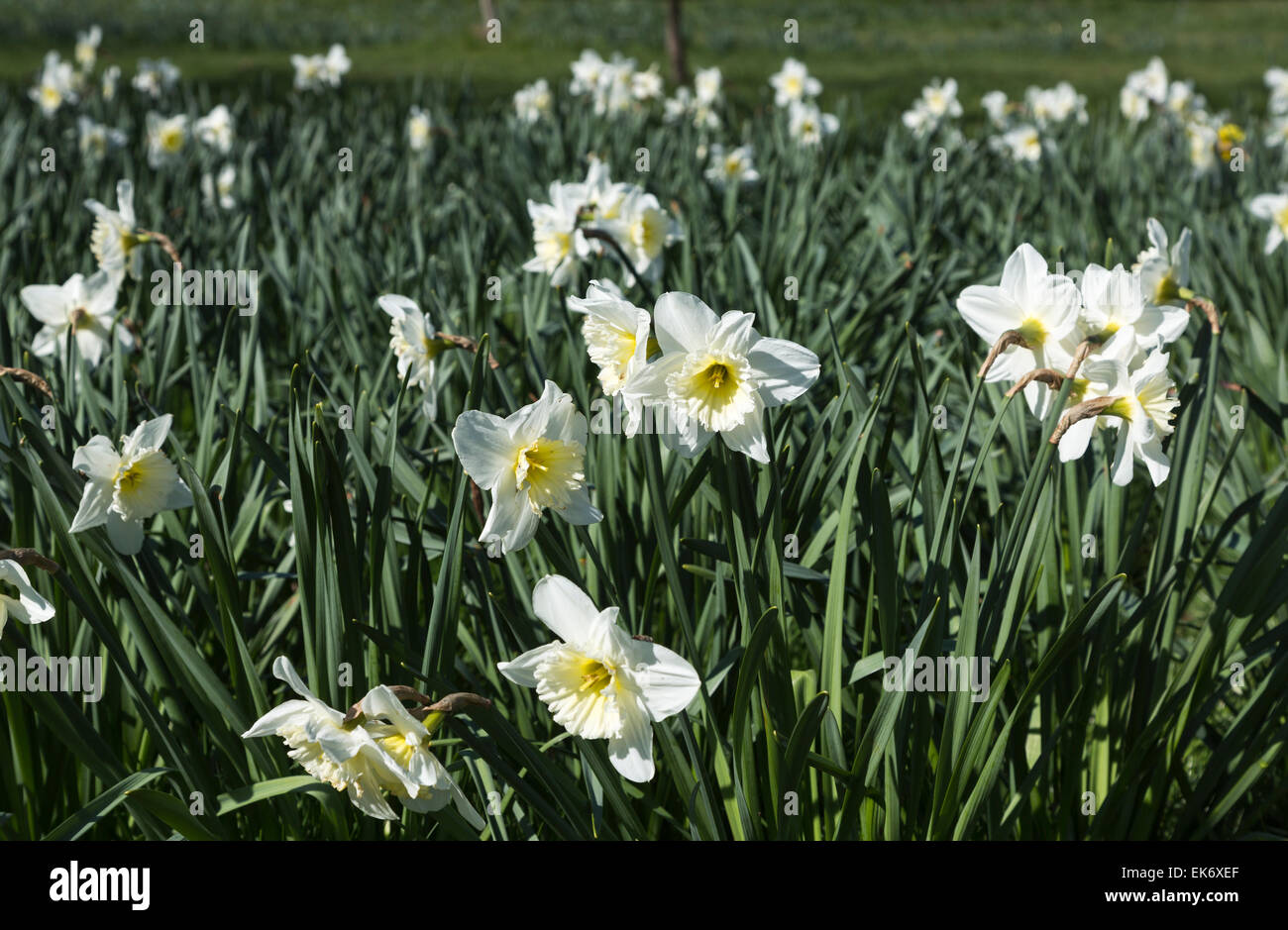 Large cupped white narcissus 'Ice Follies' at RHS Gardens, Wisley, Surrey,  UK in springtime Stock Photo - Alamy