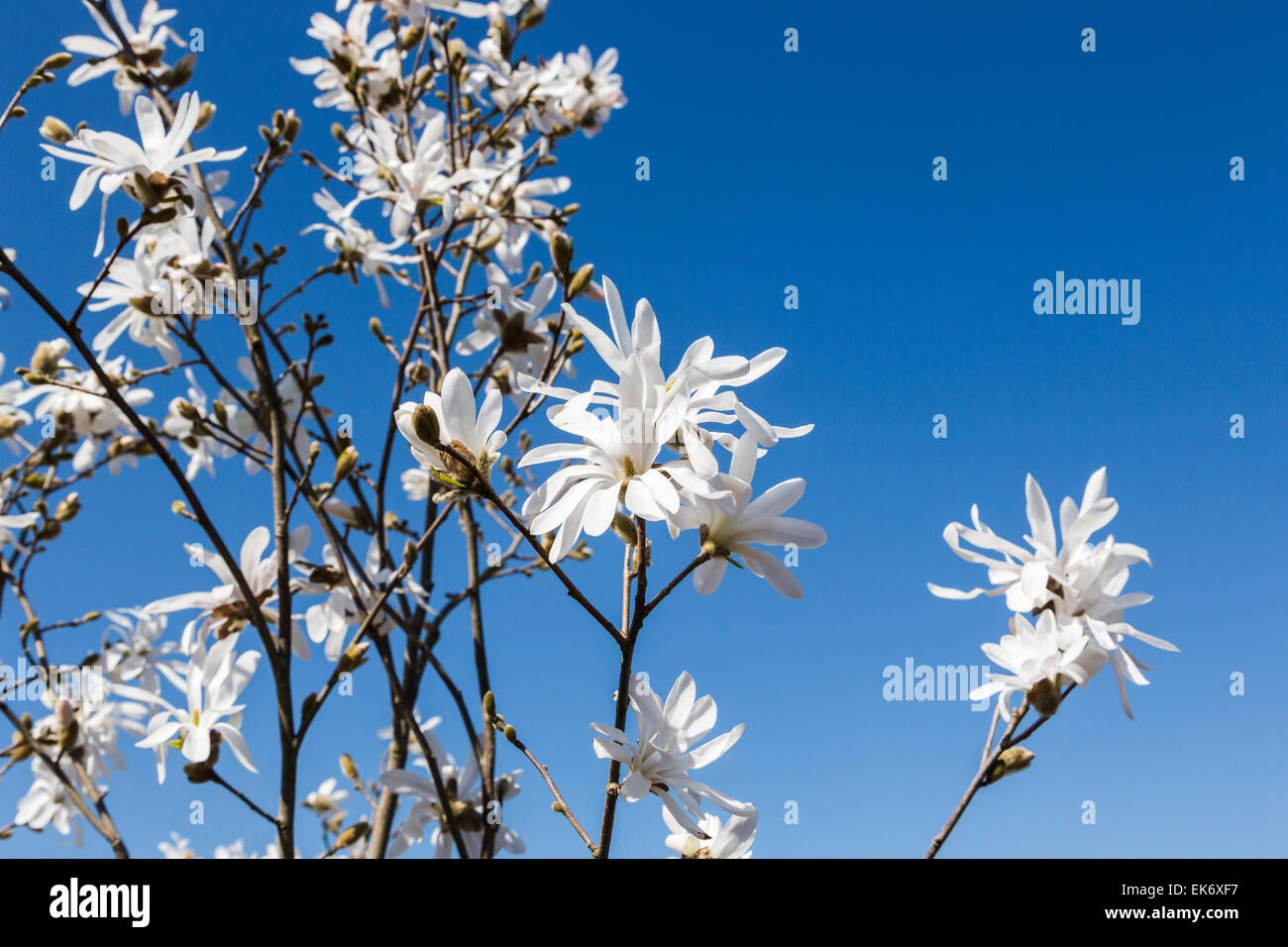 The white star magnolia, magnolia stellata, against a blue sky in springtime Stock Photo