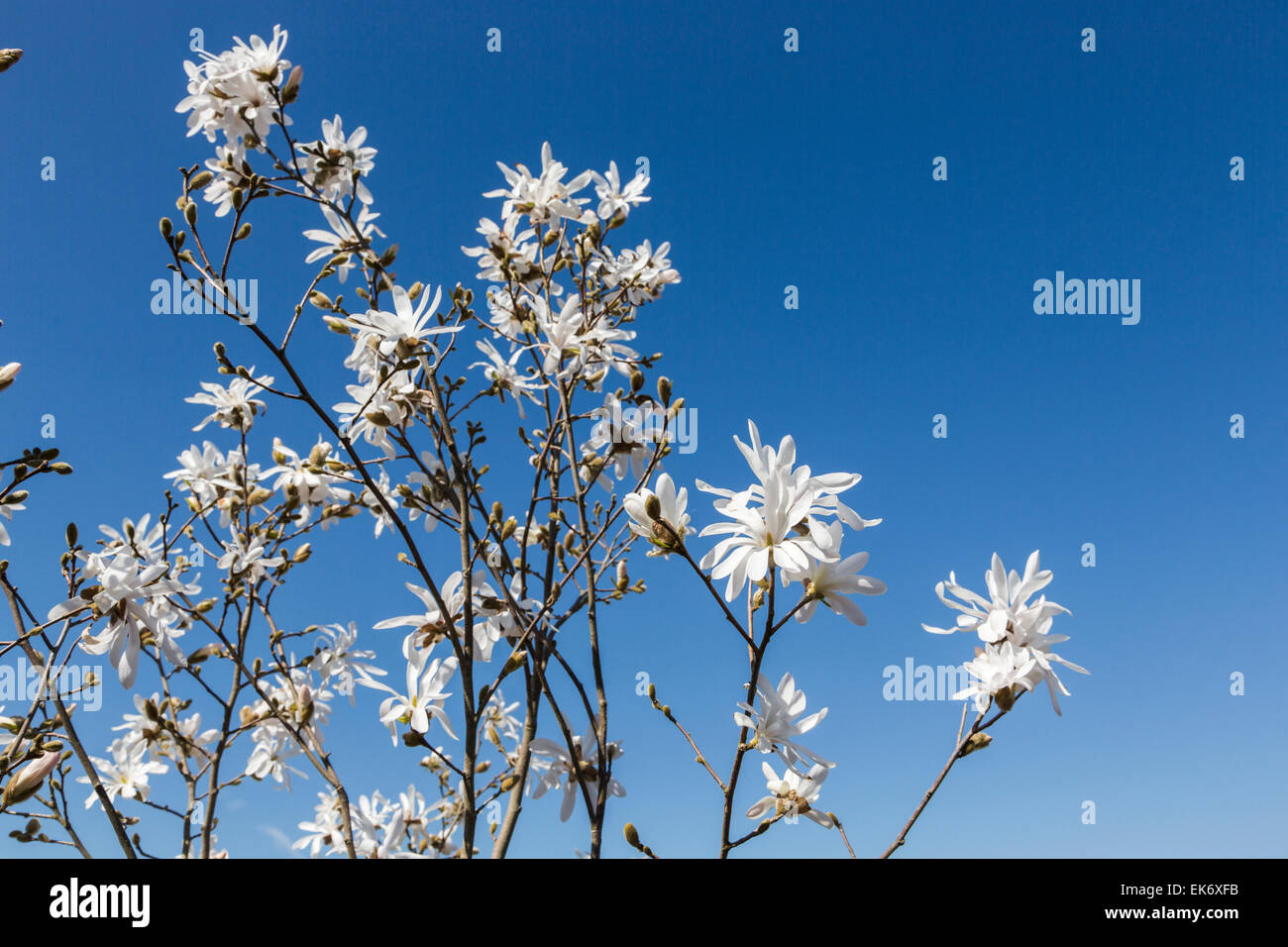 The white star magnolia, magnolia stellata, against a blue sky in springtime Stock Photo