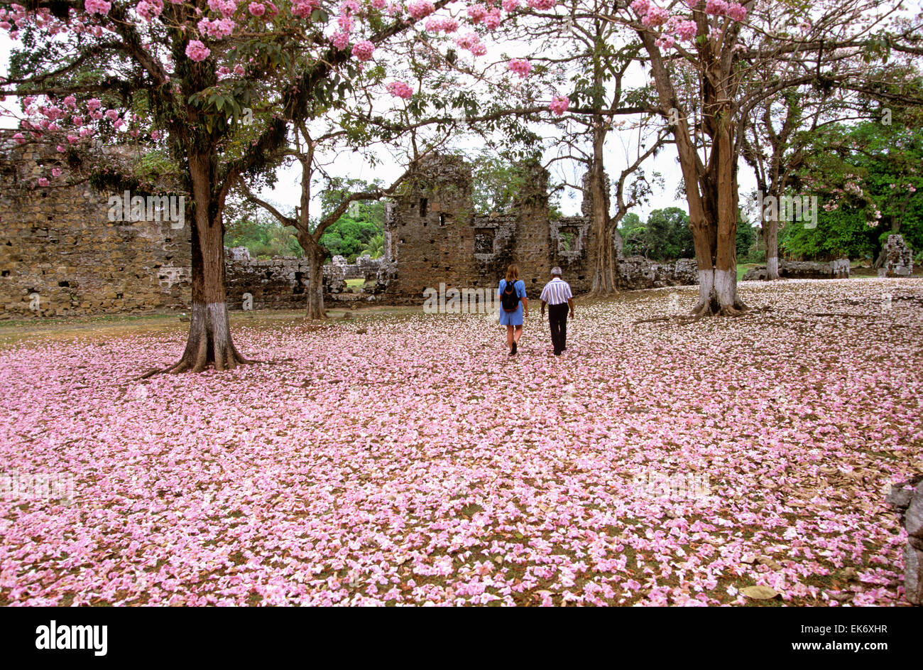 A carpet of blossoms from these quayacan trees lead to the Genovese Merchants Quarters in Panama del Viaje, Panama la Vieja (Old Stock Photo