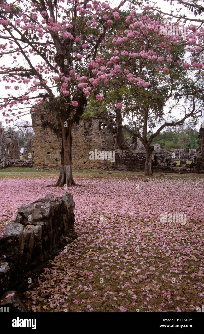 Blossoms from these quayacan trees lead to the Genoese Merchants Quarters in Panama del Viaje, Panama la Vieja (Old Panama) Stock Photo