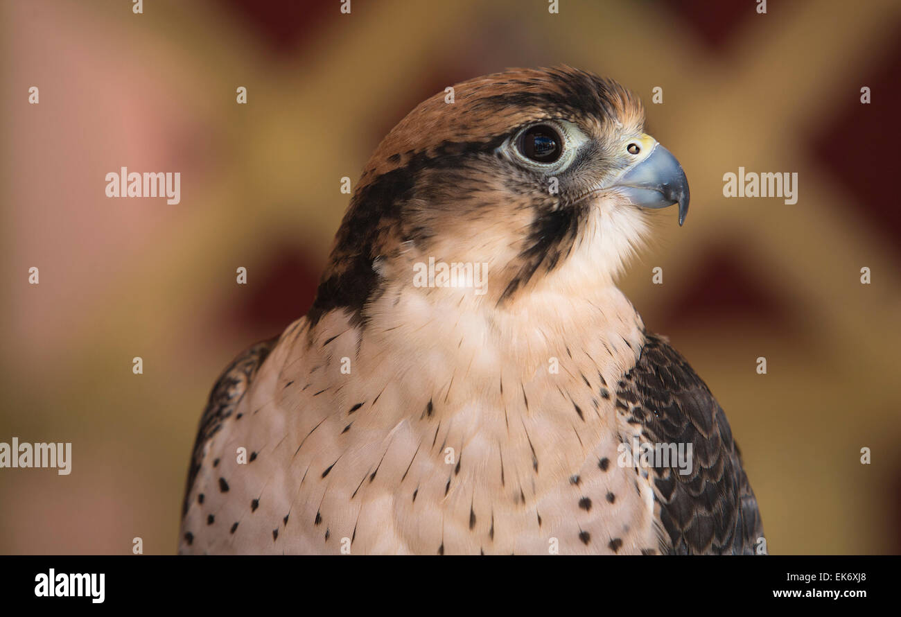 Falcon blanche et or hot sale