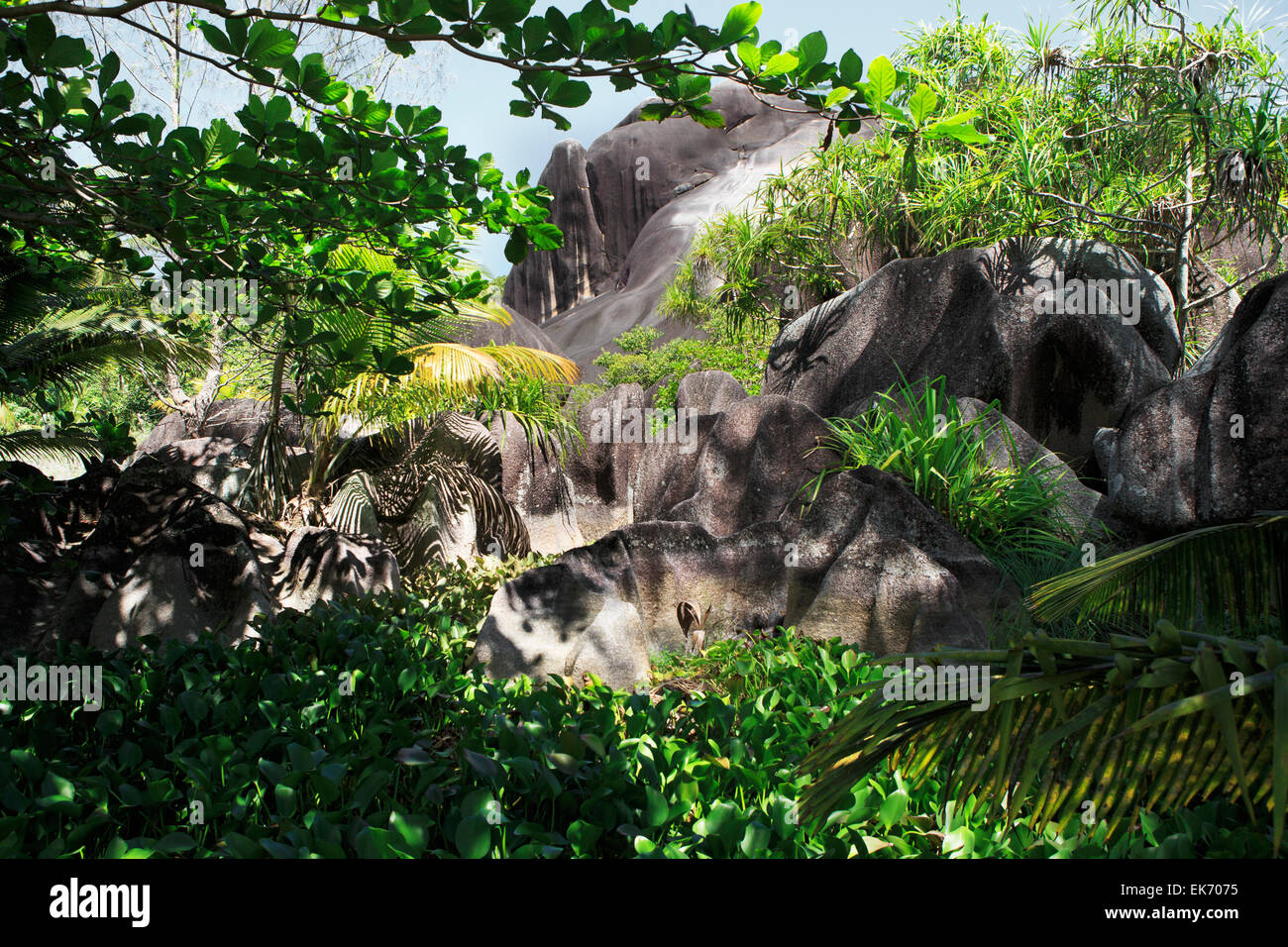 Beautiful black granite rocks in the thickets of tropical vegetation ...