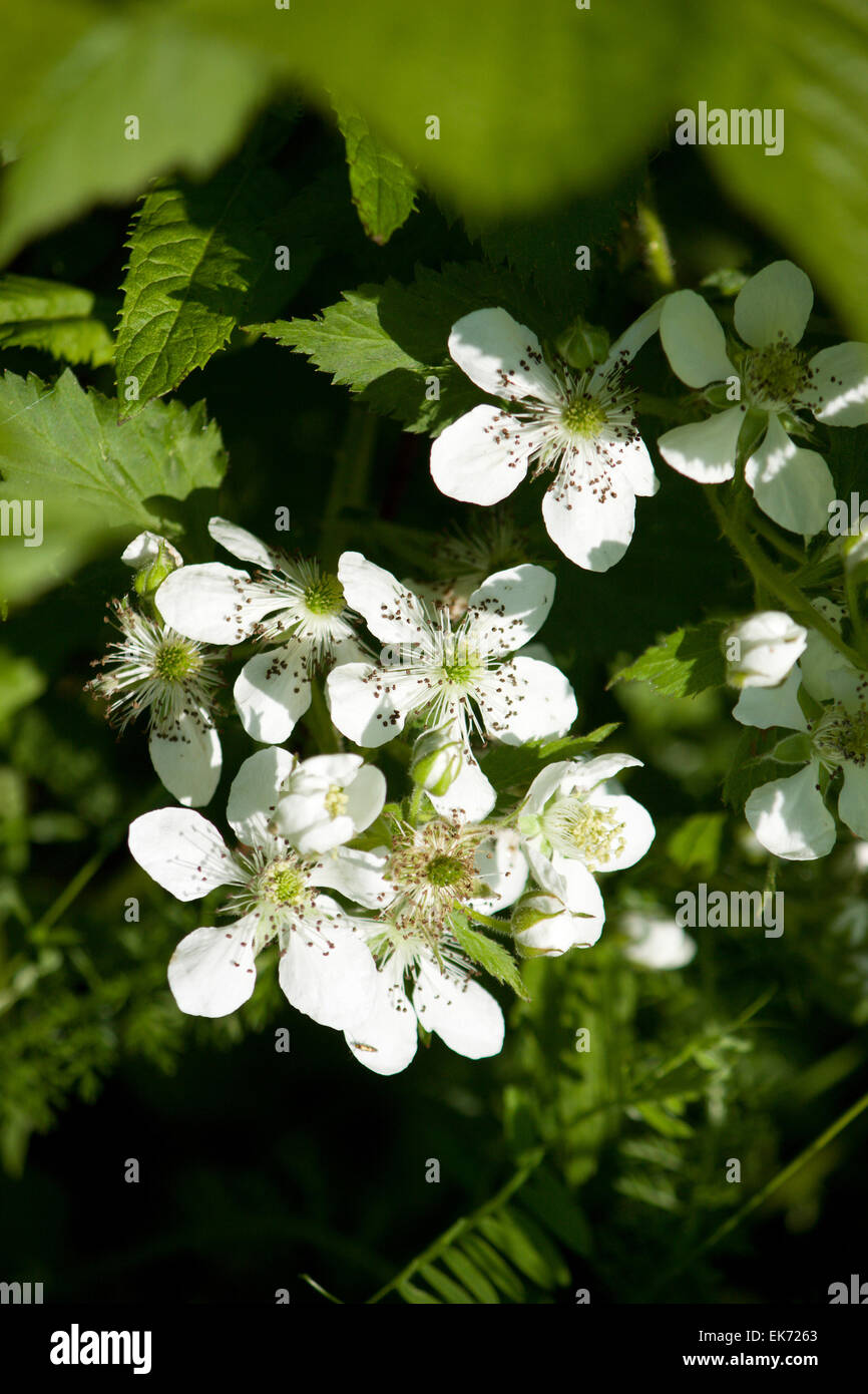 White beautiful large  blackberry flowers on the bushes under the sunlight close-up view Stock Photo