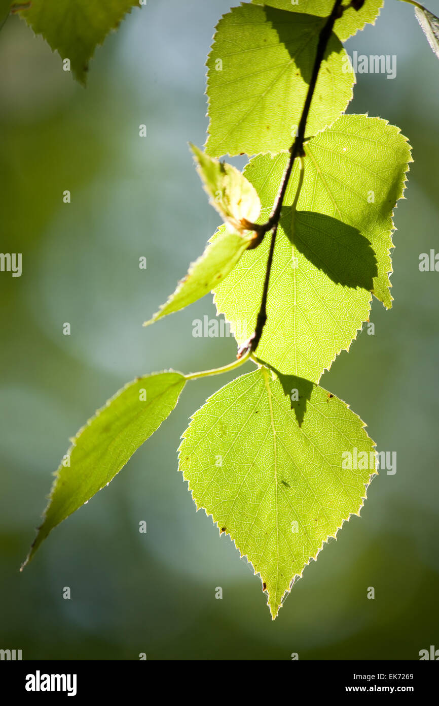 Green birch leaves on the birch branch under the sunlight closeup view Stock Photo